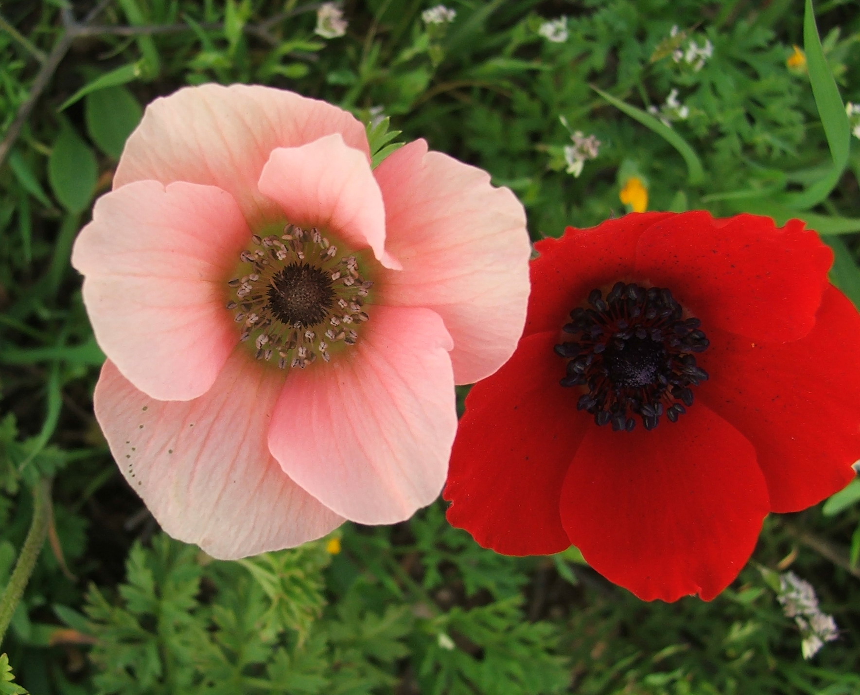 poppy anemone